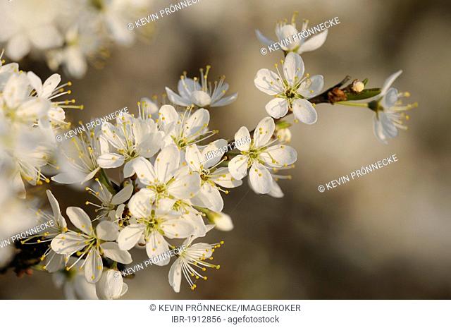 Blossoming Blackthorn or Sloe (Prunus spinosa)