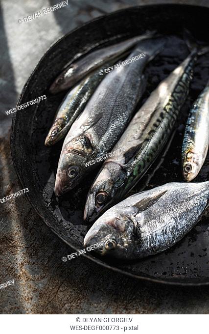 Raw fish, Sea bream, sea bass, mackerel and sardines in pan