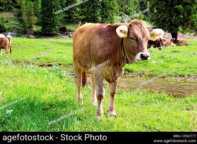 Cow or calf on the alpine pasture, Angeralm, next to bike and hiking trail in the Karwendeltal, Austria, Tyrol, Karwendel