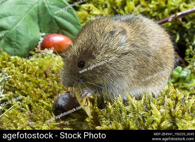 Bank vole (Clethrionomys glareolus), feeding on seeds and fruits, including the fruits or hips of a Dog Rose (black, red, Rosa canina)