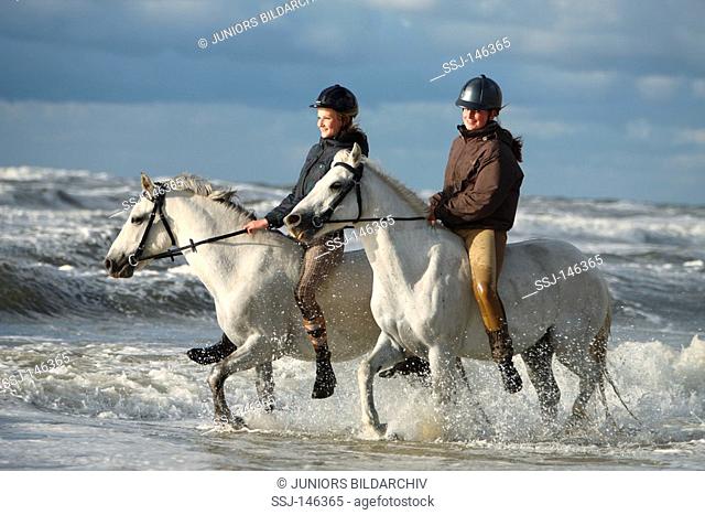 two connemaras with horsewomen - walking in the ocean