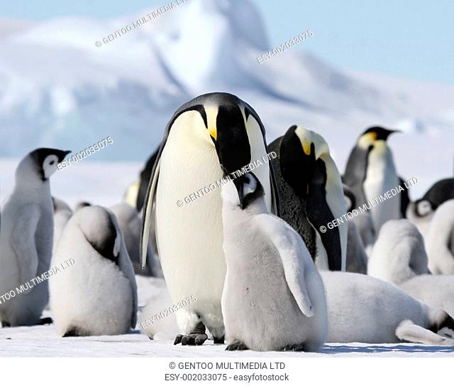 Emperor penguins Aptenodytes forsteri