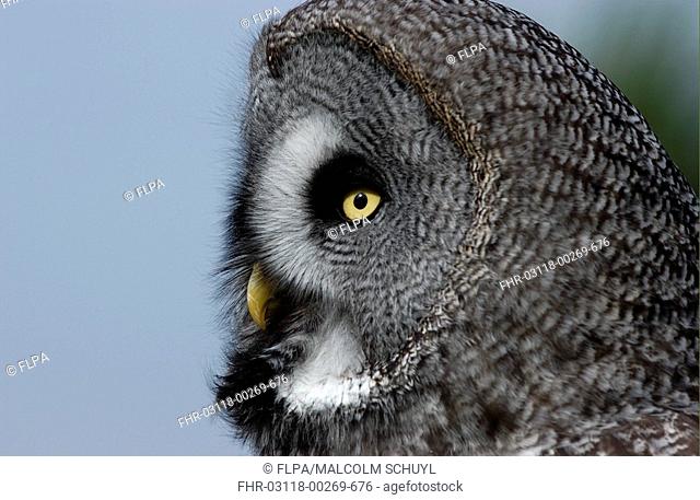 Great Grey Owl Strix nebulosa Close-up, side of face - Finland
