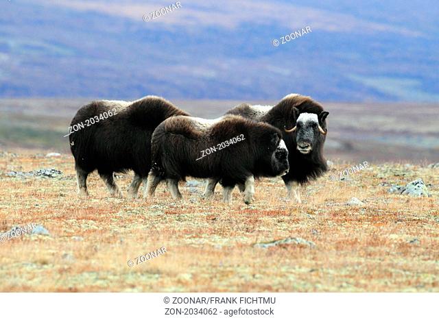 Musk oxen Dovre Norway NP