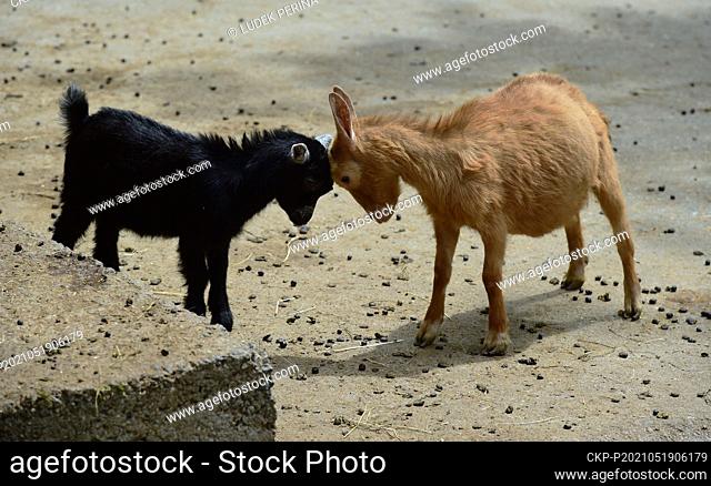 Goatlings of Dutch dwarf goat, Capra aegagrus f. hircus, play in the Olomouc Zoo, Czech Republic, on Wednesday, May 19, 2021. (CTK Photo/Ludek Perina)