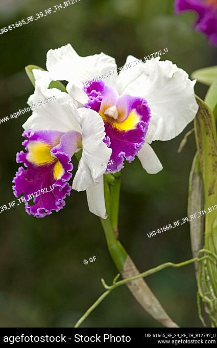 Tropical orchid, Cattleya warscewiczii (cultivar)