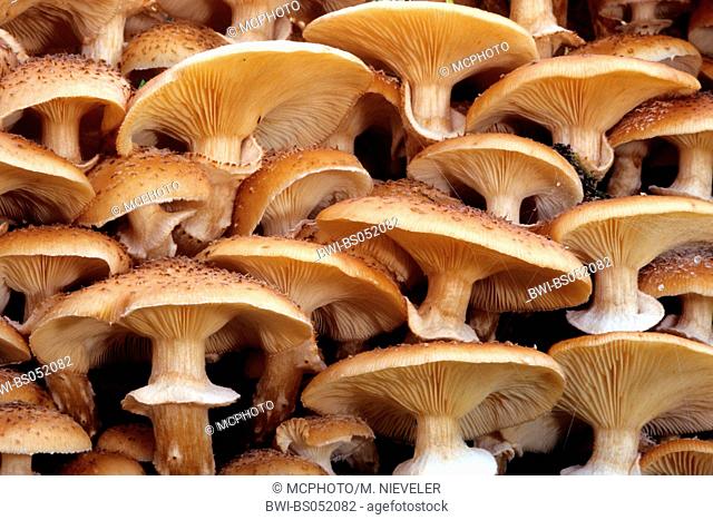 honey fungus (Armillaria mellea), fruiting bodies, Germany