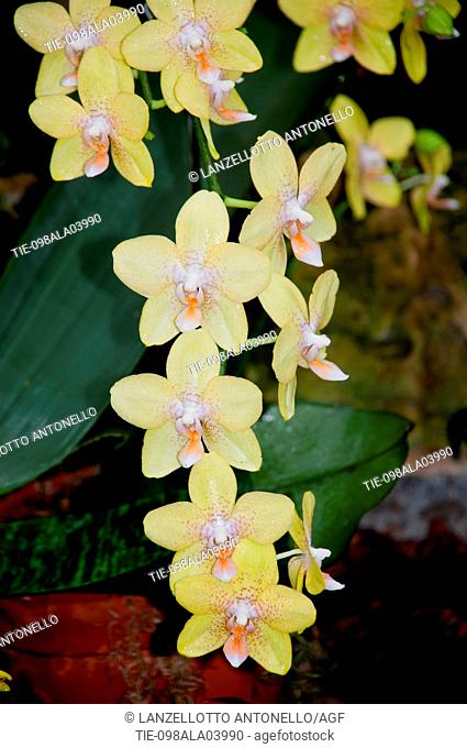 America, United States, Illinois, Chicago Botanical Garden, Dendrobium Orchid