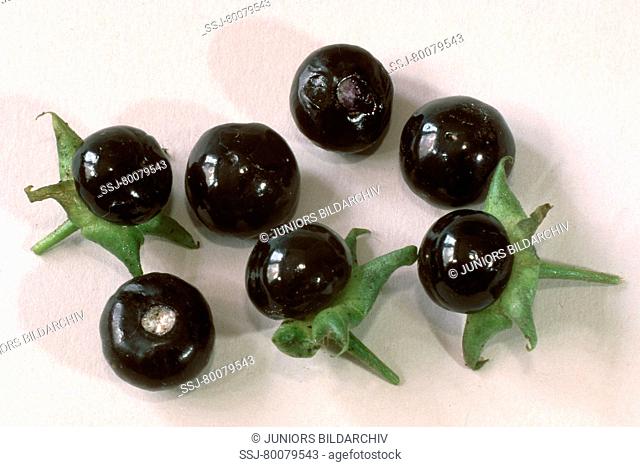 DEU, 2002: Deadly Nightshade (Atropa belladonna), ripe berries, studio picture