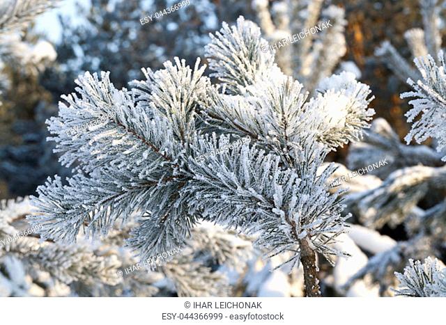 pines covered with frost and ice crystals, Winter season, Closeup photo