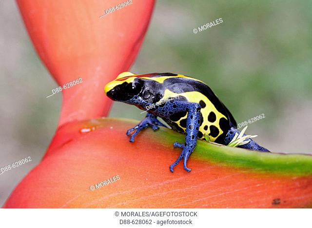 Blue and yellow poison arrow Frog (Dendrobates tinctorius). Central Suriname Nature Reserve (1.6 million hectares). Republic of Suriname