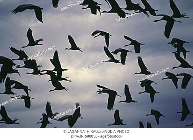Birds , Damoiselle Cranes and Monsoon clouds , Khichan , Rajasthan , India