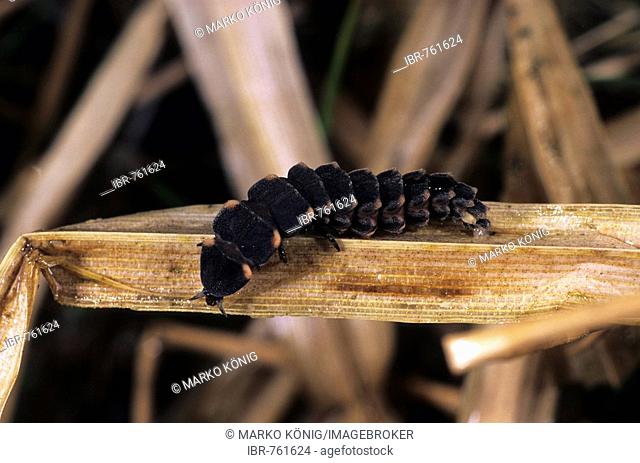 Common Glow-worm (Lampyris noctiluca), female