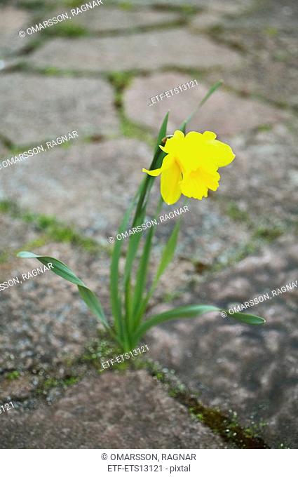 A Daffodil Coming Up Through Paving-stone