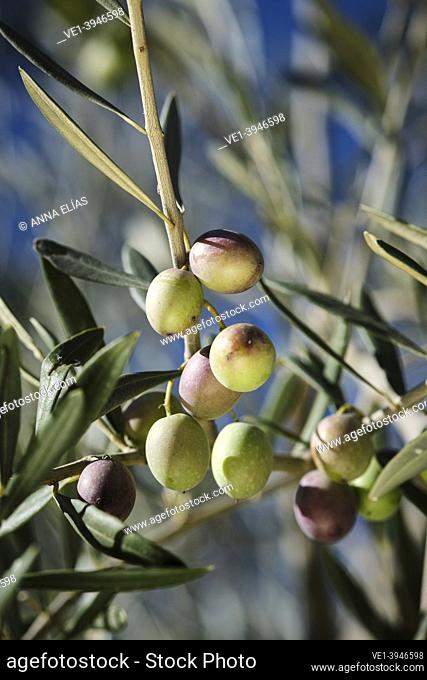 Ripe olives on the olive tree, Cordoba, Andalucia, Spain, Europe