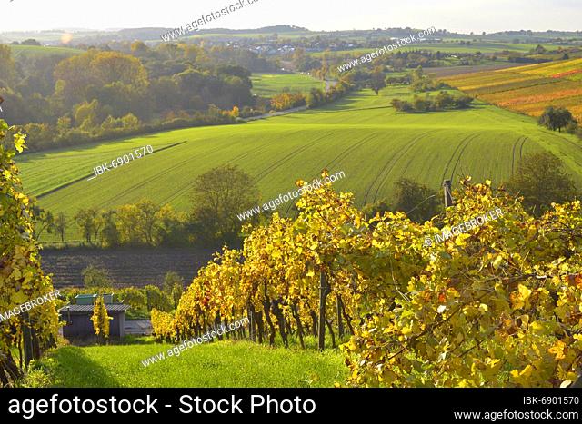 BW. near Kürnbach colourful vineyards in autumn, wine and field landscape, Kraichgau region