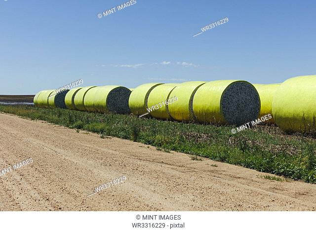 Harvested cotton bales wrapped in yellow plastic vinyl