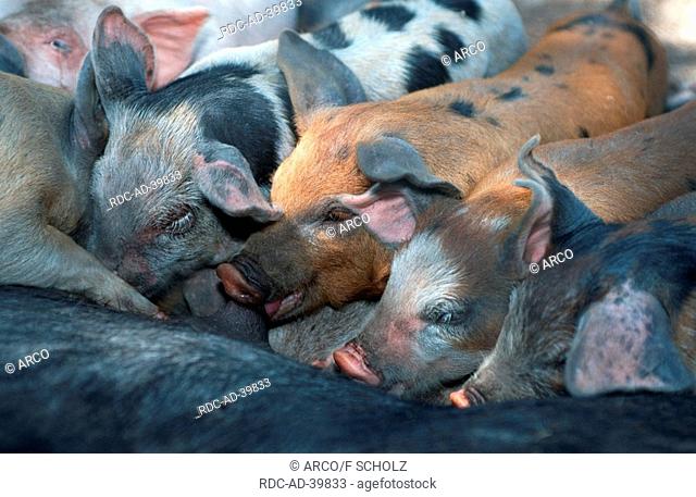 Domestic Pigs suckling piglets Majorca Balearic Islands Spain
