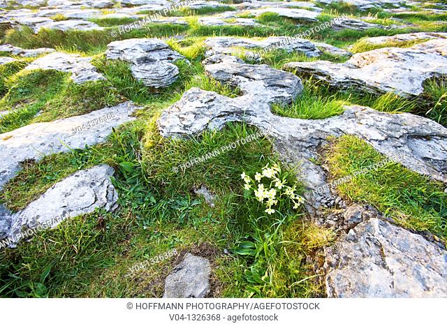 Detail of the karst landscape of the Burren, County Clare, Ireland, Europe