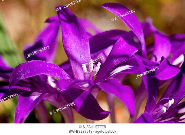 Babiana (Babiana cuneata), flower, South Africa, Northern Cape, Namaqua National Park, Kamieskroon