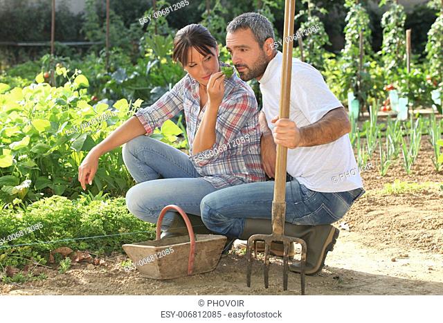 Couple picking produce in a vegetable garden