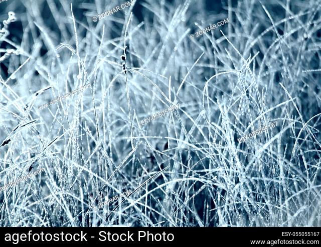 Frosty morning in the meadow, Hoarfrost dresses grass leaves with white fringe