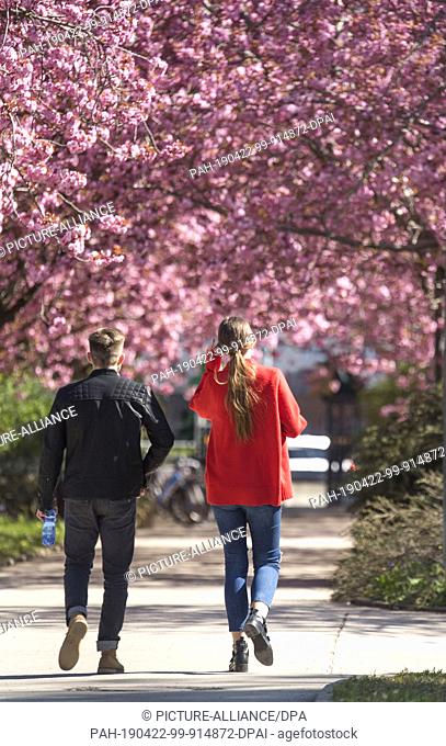 22 April 2019, Mecklenburg-Western Pomerania, Rostock: Two visitors walk under flowering ornamental cherries in the Botanical Garden of the University