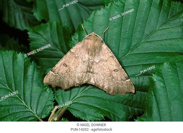 Close-up of a scalloped hazel moth Odontopera bidentata in a typical resting position on leaves in a Norfolk wood