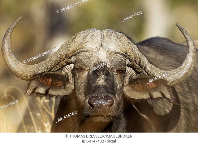 Cape Buffalo (Syncerus caffer caffer), close-up of a bull, Okavango Delta, Moremi Game Reserve, Botswana