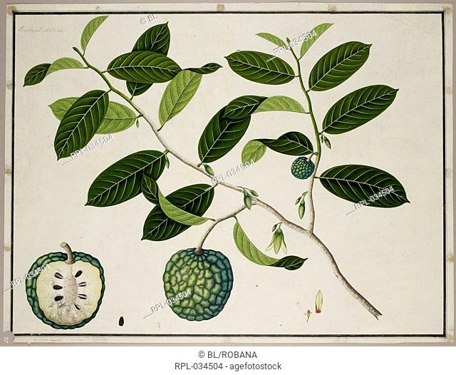 Custard Apple 'Annona Squamosa'. L.Annonaceae. With dissections. From an album of 40 drawings of plants made by Chinese artists at Bencoolen, Sumatra