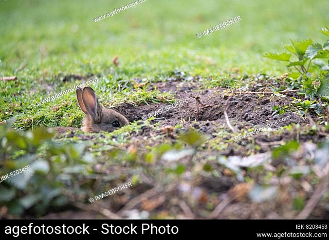 European rabbit (Oryctolagus cuniculus), sitting in the entrance area of its burrow, Düsseldorf, Germany, Europe