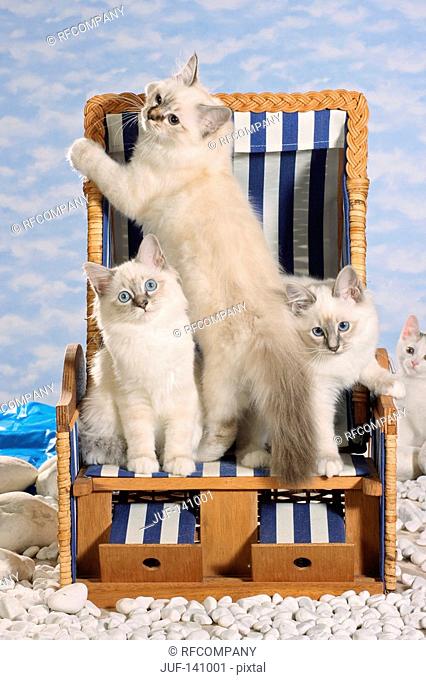three Sacred cats of Burma in beach chair