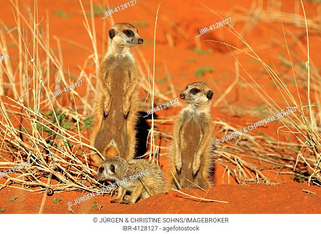 Meerkats (Suricata suricatta), group with young at the den warming up in the morning sun, Tswalu Game Reserve, Kalahari Desert, North Cape, South Africa