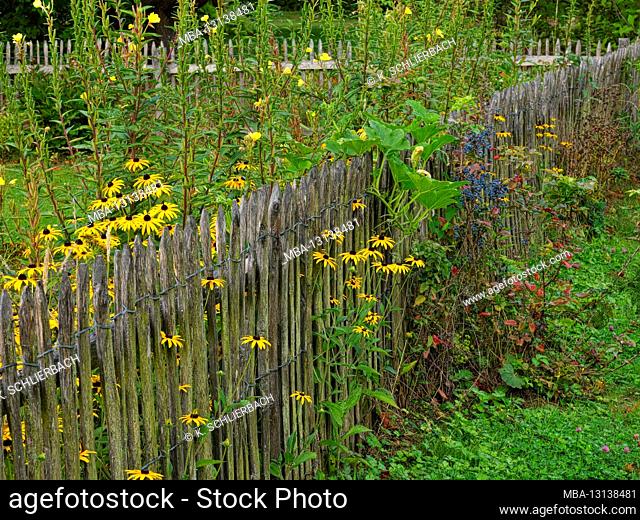 Europe, Germany, Hesse, Marburg, Botanical Garden of the Philipps University on the Lahn Mountains, blooming rudbeckia on the garden fence
