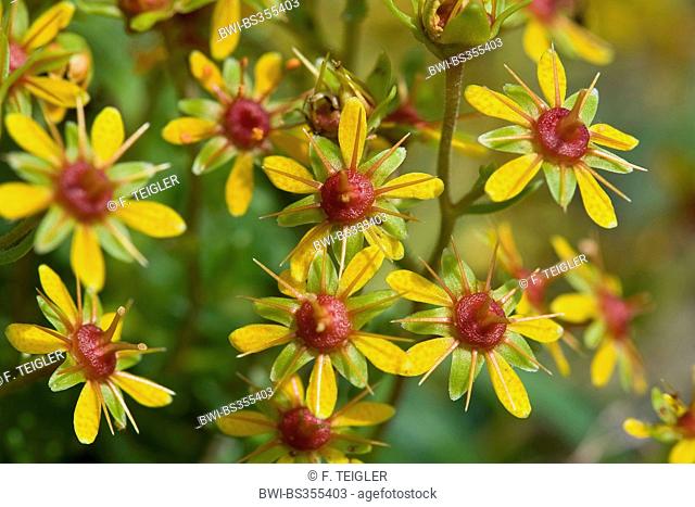 yellow saxifrage, yellow mountain saxifrage, evergreen saxifrage (Saxifraga aizoides), flowers, Germany