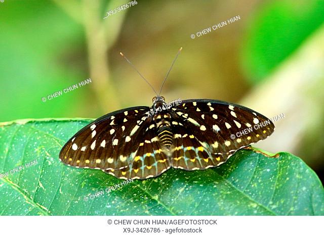 Butterfly of borneo, Archduke - female, borneo