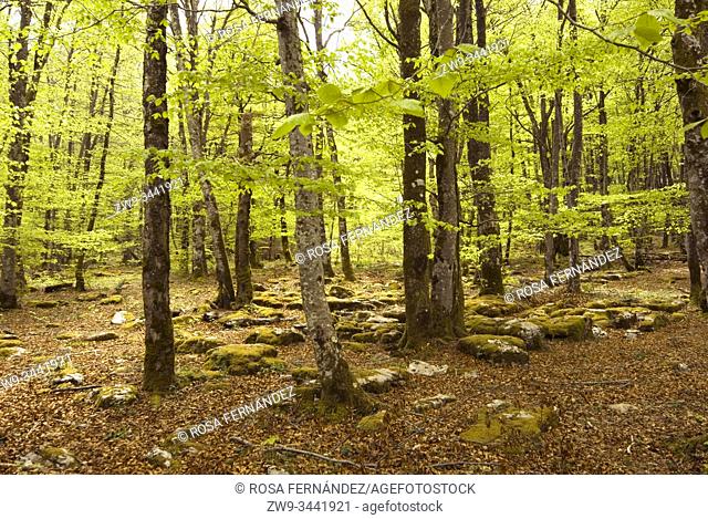 Beech forest, Monte Santiago Natural Park, Las Merindades County, province of Burgos, Castilla y Leon, Spain