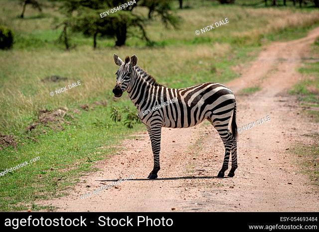 Plains zebra stands on track turning head