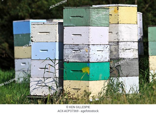 Honeybees and beehives stacked in multi colored wooden boxes. Pembina Valley, Manitoba, Canada