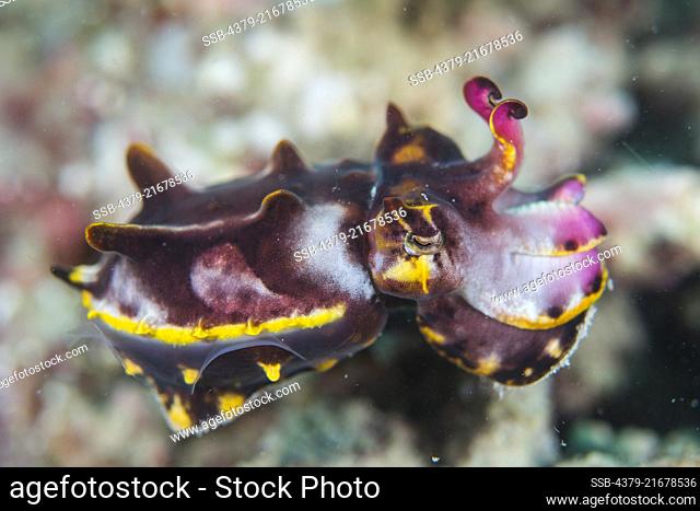 Flamboyant Cuttlefish, Metasepia pfefferi, Kapalai, Malaysia, Borneo, Celebes Sea