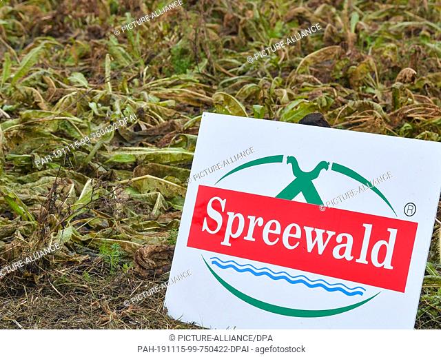 13 November 2019, Brandenburg, Klein Klessow: The logo of the producer association ""Spreewald"" stands on a field with horseradish plants whose leaves had...
