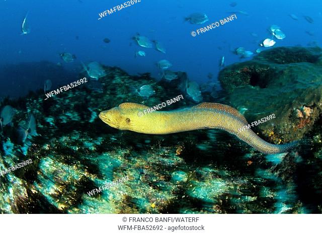 Free-swimming Yellowmouth Moray, Gymnothorax nudivomer, Aliwal Shoals, Kwazulu-Natal, Indian Ocean, South Africa