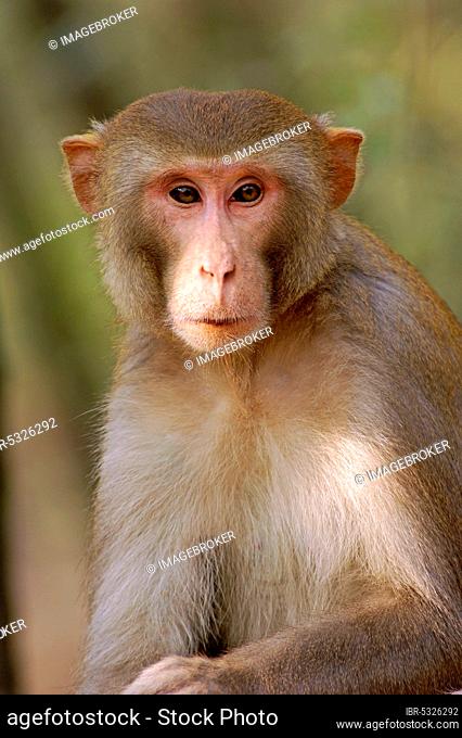 Rhesus Monkey, male, Keoladeo Ghana national park, Rajasthan, India, Rhesus Macaque (Macaca mulatta), Asia