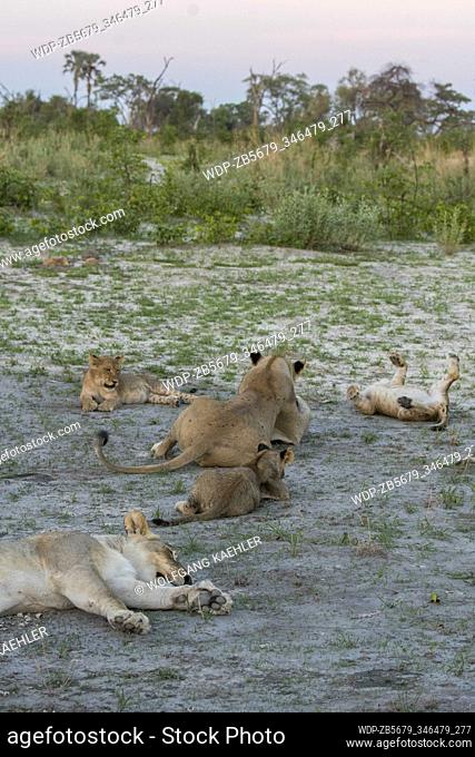The scene of two lionesses (Panthera leo) with 8 about 6 months old cubs (4 each) sleeping and playing after feeding on a warthog in the Gomoti Plains area