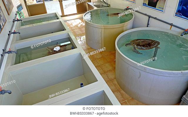 basins with ill or malnourished sea animals in a zoo