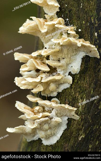 Jelly Rot (Phlebia tremellosa) fungus growing on a rotting branch in a woodland in the Mendip Hills, Somerset, England