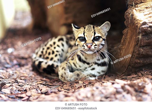 The margay (Leopardus wiedii) is a small wild cat native to Central and South America. A solitary and nocturnal cat, lives mainly in primary evergreen and...
