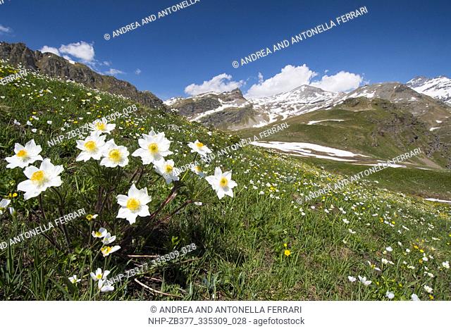 Alpine anemone Anemone pulsatilla, Gran Paradiso National Park, Italian Alps, Northern Italy