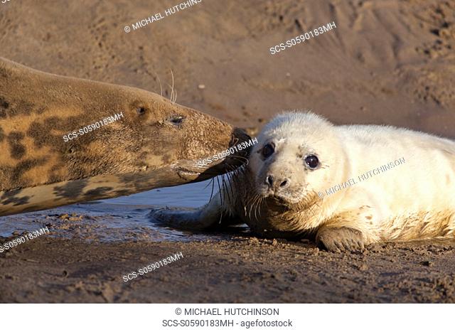 Grey Seal Halichoerus grypus adult female mother nosing its pup still in white lanugo coat November Donna Nook, Lincolnshire, UK