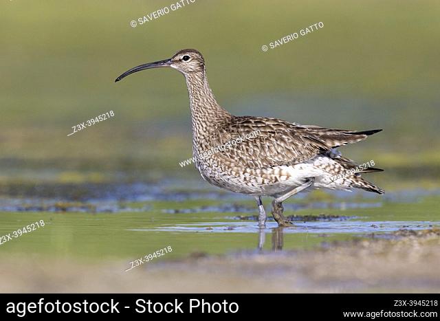 Eurasian Whimbrel (Numenius phaeopus), side view of an adult walking in the water, Campania, Italy